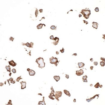 Rabbit anti-CD73 Recombinant Monoclonal Antibody [BLR054F]