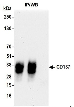 Rabbit anti-CD137 Recombinant Monoclonal Antibody [BLR051F]