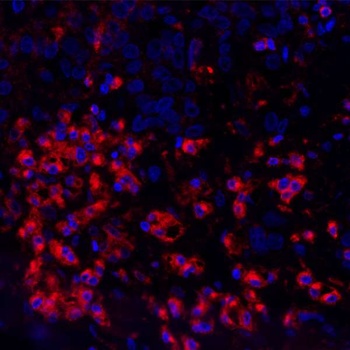 Rabbit anti-VISTA Recombinant Monoclonal Antibody [BLR035F]