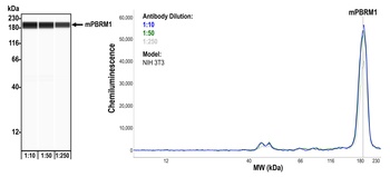 Rabbit anti-PBRM1 Recombinant Monoclonal Antibody [BL-39-2C3]