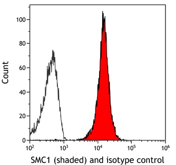 Rabbit anti-SMC1 Recombinant Monoclonal Antibody [BL-205-2G8]