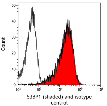 Rabbit anti-53BP1 Recombinant Monoclonal Antibody [BL-250-1H11]
