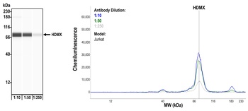Rabbit anti-HdmX/MDM4 Recombinant Monoclonal Antibody [BL-3-2F2]
