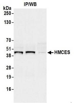 Rabbit anti-HMCES Antibody, Affinity Purified