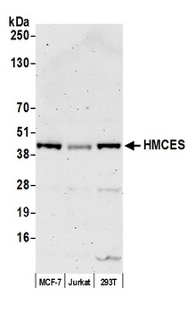 Rabbit anti-HMCES Antibody, Affinity Purified