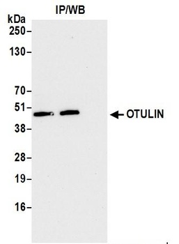 Rabbit anti-OTULIN Antibody, Affinity Purified