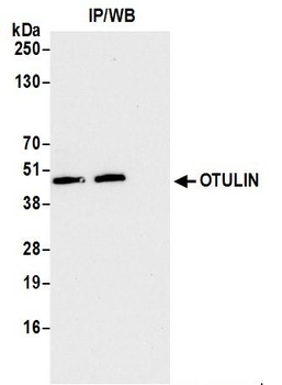 Rabbit anti-OTULIN Antibody, Affinity Purified