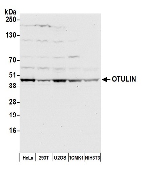 Rabbit anti-OTULIN Antibody, Affinity Purified