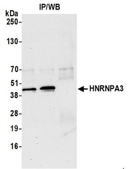Rabbit anti-HNRNPA3 Antibody, Affinity Purified