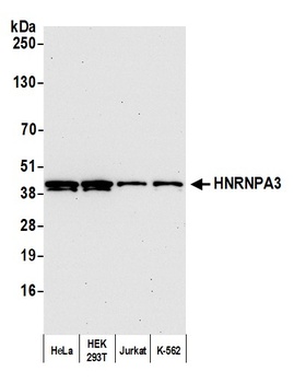 Rabbit anti-HNRNPA3 Antibody, Affinity Purified
