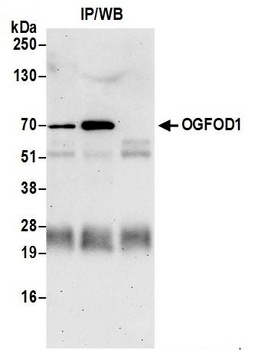 Rabbit anti-OGFOD1 Antibody, Affinity Purified