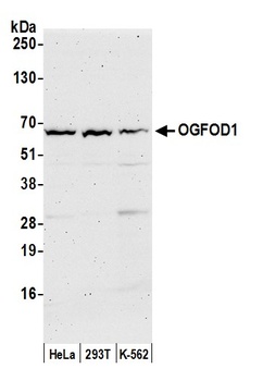 Rabbit anti-OGFOD1 Antibody, Affinity Purified