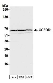 Rabbit anti-OGFOD1 Antibody, Affinity Purified