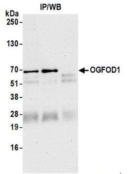 Rabbit anti-OGFOD1 Antibody, Affinity Purified