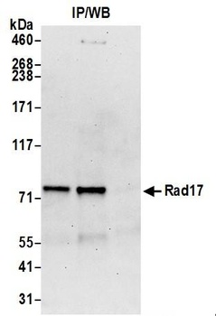 Goat anti-Rad17 Antibody, Affinity Purified