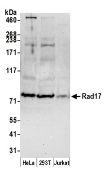 Goat anti-Rad17 Antibody, Affinity Purified