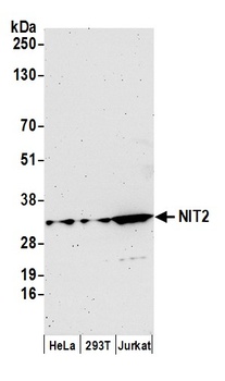 Rabbit anti-NIT2 Antibody, Affinity Purified
