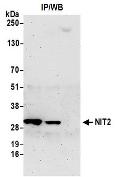 Rabbit anti-NIT2 Antibody, Affinity Purified