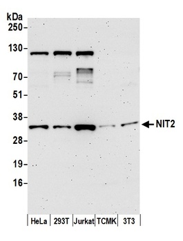 Rabbit anti-NIT2 Antibody, Affinity Purified