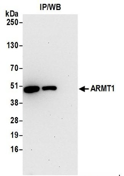 Rabbit anti-ARMT1 Antibody, Affinity Purified