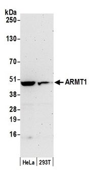 Rabbit anti-ARMT1 Antibody, Affinity Purified