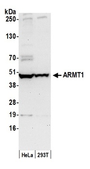 Rabbit anti-ARMT1 Antibody, Affinity Purified