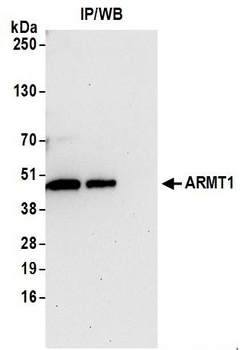 Rabbit anti-ARMT1 Antibody, Affinity Purified