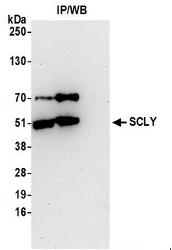Rabbit anti-SCLY Antibody, Affinity Purified