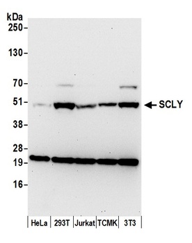 Rabbit anti-SCLY Antibody, Affinity Purified