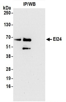 Rabbit anti-EI24 Antibody, Affinity Purified