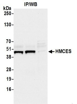 Rabbit anti-HMCES Antibody, Affinity Purified