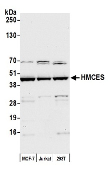 Rabbit anti-HMCES Antibody, Affinity Purified