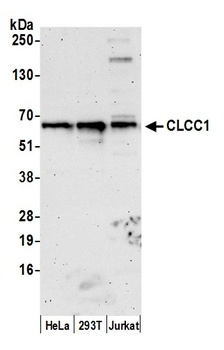 Rabbit anti-CLCC1 Antibody, Affinity Purified