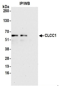 Rabbit anti-CLCC1 Antibody, Affinity Purified