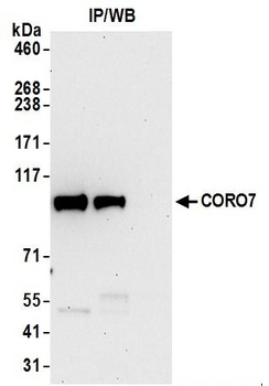 Rabbit anti-CORO7 Antibody, Affinity Purified