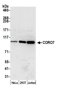 Rabbit anti-CORO7 Antibody, Affinity Purified