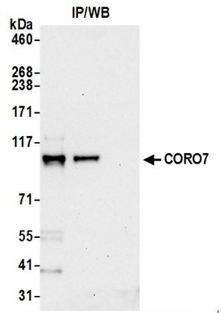 Rabbit anti-CORO7 Antibody, Affinity Purified