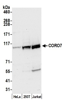 Rabbit anti-CORO7 Antibody, Affinity Purified
