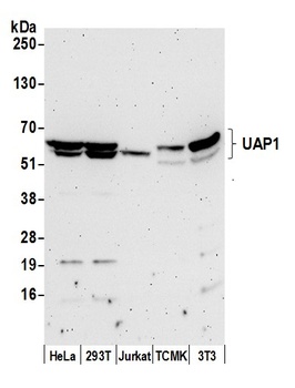 Rabbit anti-UAP1 Antibody, Affinity Purified