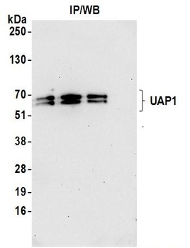 Rabbit anti-UAP1 Antibody, Affinity Purified