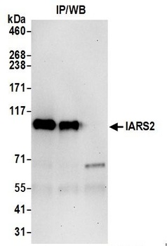 Rabbit anti-IARS2 Antibody, Affinity Purified
