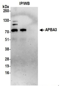 Rabbit anti-APBA3 Antibody, Affinity Purified