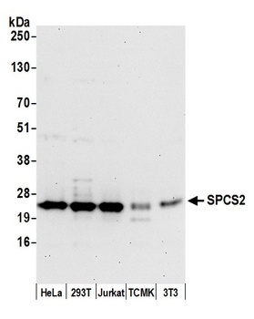 Rabbit anti-SPCS2 Antibody, Affinity Purified
