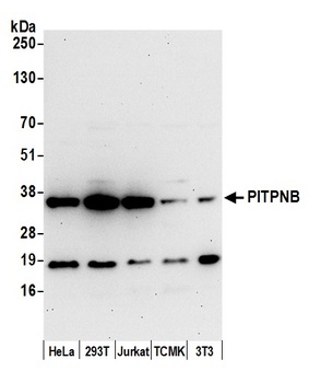 Rabbit anti-PITPNB Antibody, Affinity Purified