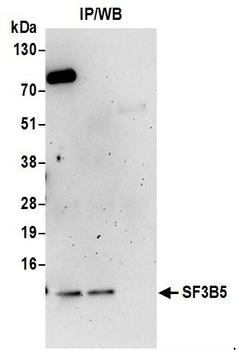 Rabbit anti-SF3B5 Antibody, Affinity Purified