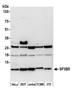 Rabbit anti-SF3B5 Antibody, Affinity Purified