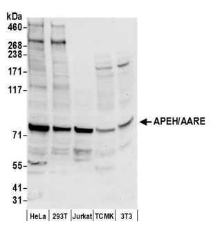 Rabbit anti-APEH/AARE Antibody, Affinity Purified