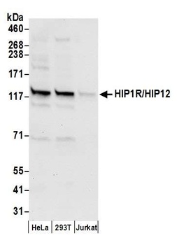 Rabbit anti-HIP1R/HIP12 Antibody, Affinity Purified