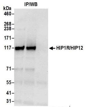 Rabbit anti-HIP1R/HIP12 Antibody, Affinity Purified