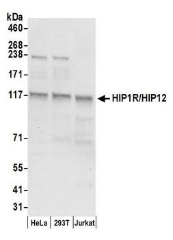 Rabbit anti-HIP1R/HIP12 Antibody, Affinity Purified